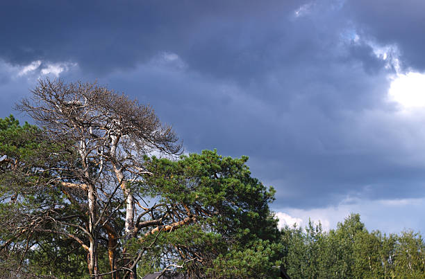 corona de un pino sobre fondo del cielo - treetop sky tree high section fotografías e imágenes de stock