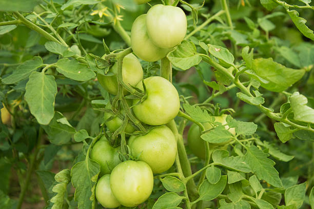 istock Vegetables in the garden 578833000
