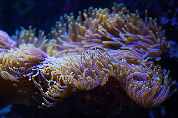 istock Purple coral under sea 578833076