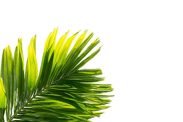 istock Green leaf of palm tree isolated on white background 578833710
