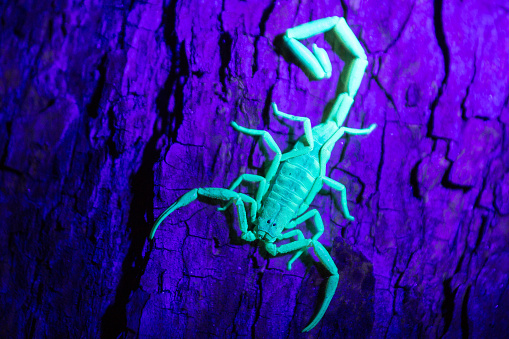 Scorpion uroplectes otjimbinguensis fluoresces under ultraviolet UV light on the bark of a tree