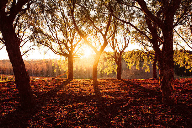 hermosa luz del sol del parque dorado - glade england autumn forest fotografías e imágenes de stock