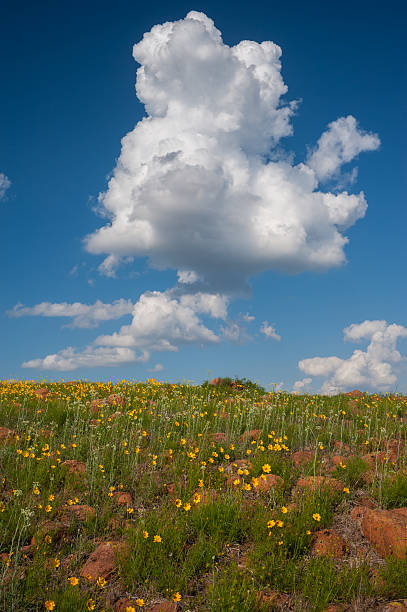 istock Clouds and Coreopsis in May, Wichita Mtns. 578837460