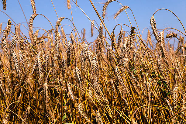 istock ripe yellow cereals 578837560
