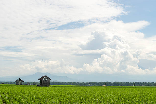Landscape Farm and Cloud on Ponorogo Indonesia