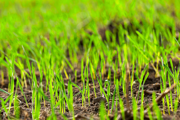istock young grass plants, close-up 579118226