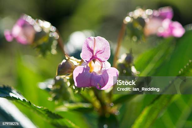 Indian Balsam In Sunshine Stock Photo - Download Image Now - Aggression, Animal Wildlife, Annual - Plant Attribute