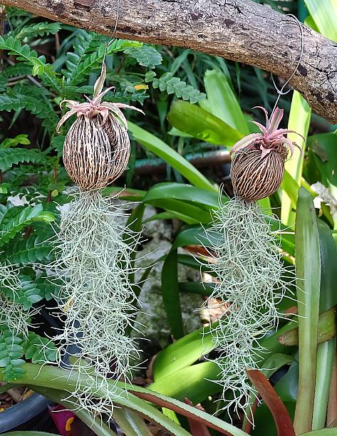 istock Tillandsia Usneoides Ornamental Plants or Spanish Moss 579118782