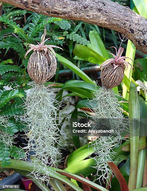 Tillandsia Usneoides Ornamental Plants Or Spanish Moss Stock Photo - Download Image Now