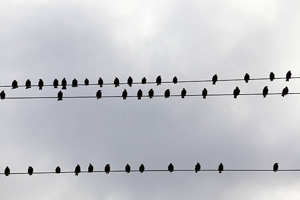 istock birds flying in the sky 579119482