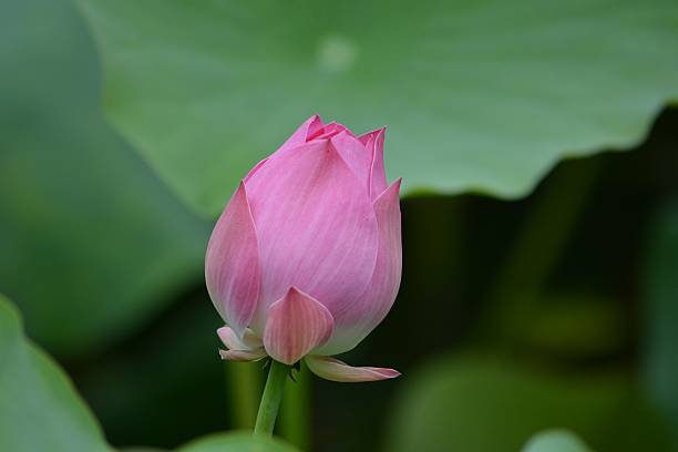 istock Lotus Water Lily 579121560