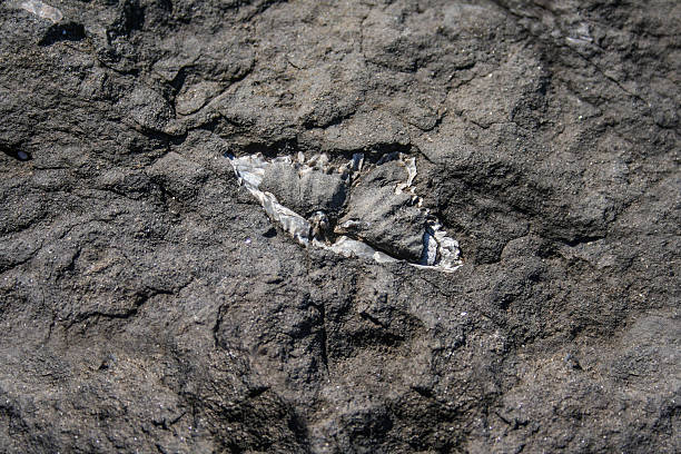 fósil de braquiópodo - ulladulla fotografías e imágenes de stock