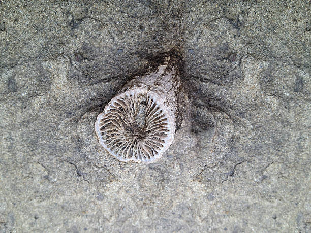 rugosa o fósil de coral de cuerno - ulladulla fotografías e imágenes de stock