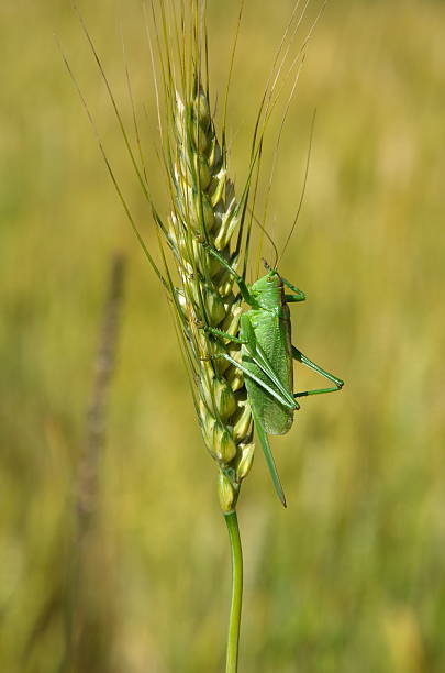 istock Grasshopper green on the spikelet of rye 579123122
