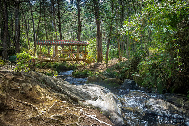 small colorful covered wooden bridge  - parque arvi, medellin, colombia - footpath small green white imagens e fotografias de stock