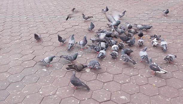 istock Many pigeons eating food on floor . 579124510