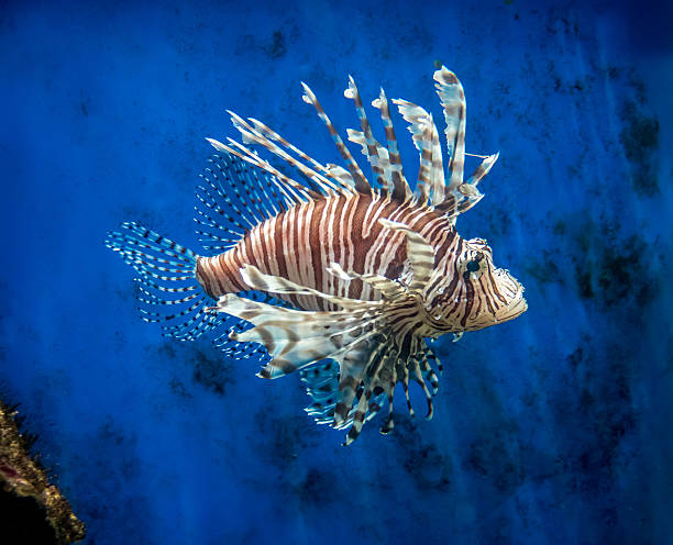 peixe-leão  - lionfish - fotografias e filmes do acervo