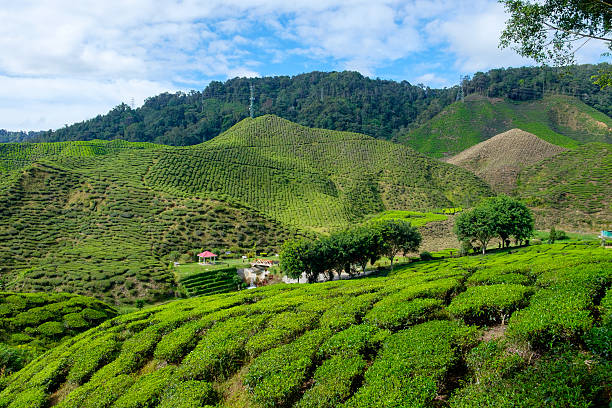 istock Valley view of tea plantations from Cameron Highlands 579125848