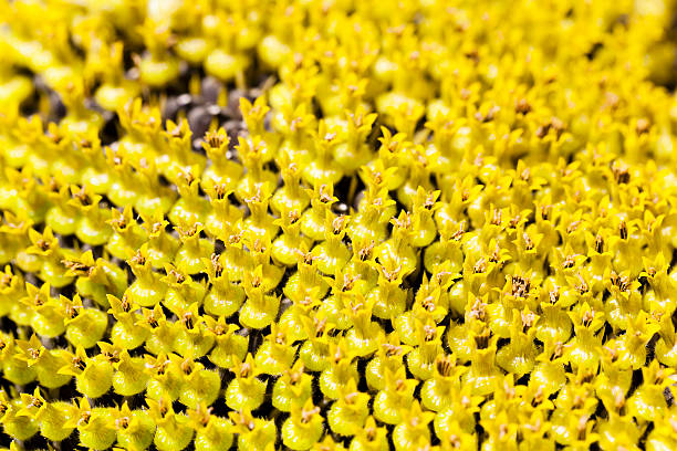 istock yellow flower sunflower 579125984