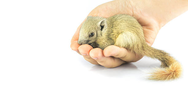 squirrel sleep in hand. squirrel sleep in hand. baby squirrels are tame animals. The squirrel fell from the tree. squirrel is wildlife. object on isolate background. baby squirel stock pictures, royalty-free photos & images