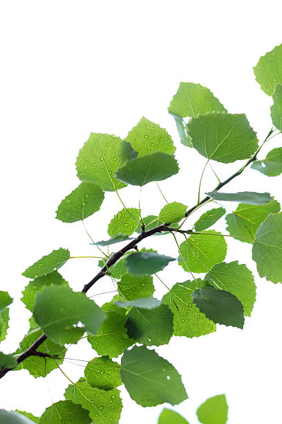 istock Branch with green leaves isolated on white background 579126262