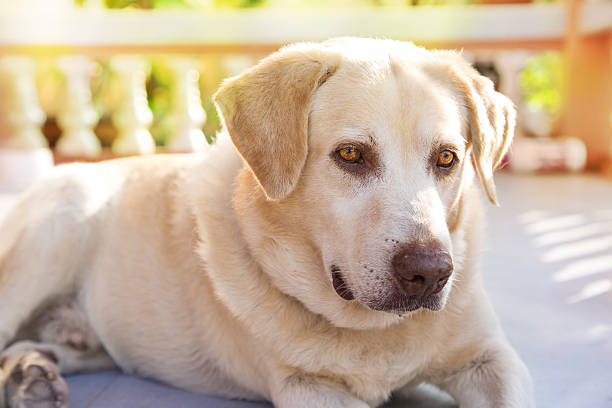 istock dog labrador retriever lying down front house 579127076