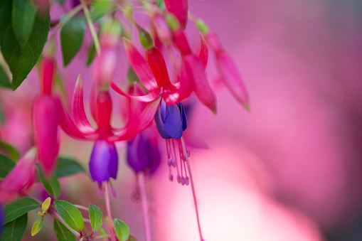 spring flowers