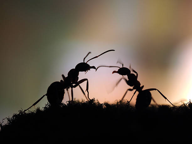 istock Ants silhouetted at sunset. Pink and Black. Macro. 579127656