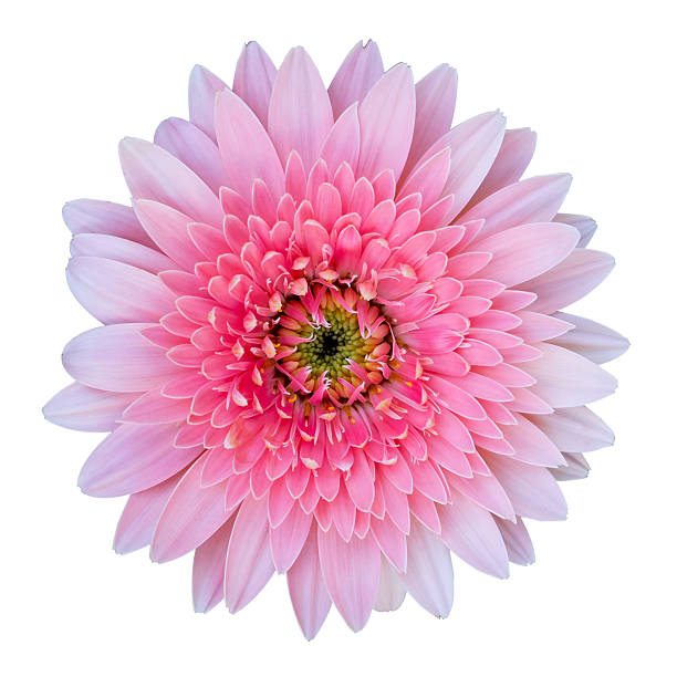 istock Pink gerbera flower isolated on white background with clipping p 579127830