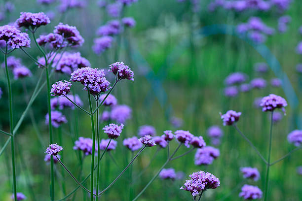 istock flower garden in the morning 579128608