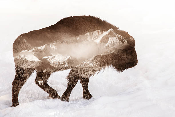 bison double exposure - animal double exposure bildbanksfoton och bilder