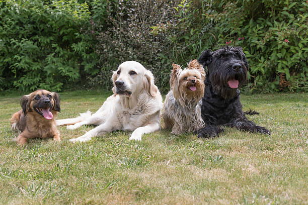 istock Four dogs are lying on the lawn 579129838