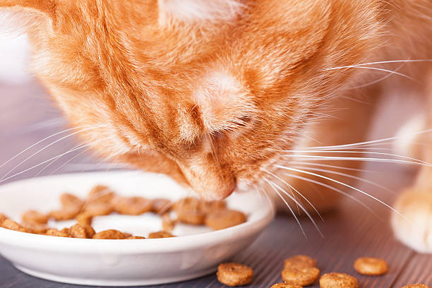 istock Red cat eating dry food from a plate 579129922