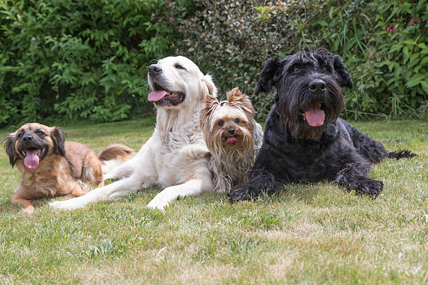 i cani con una lingua sporgente giacciono sul prato - dog mixed breed dog group of animals small foto e immagini stock