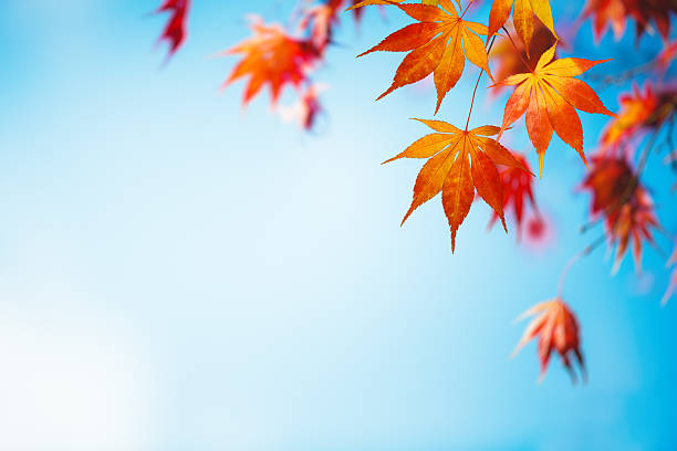 istock Autumn Background With Colorful Leaves 579130228