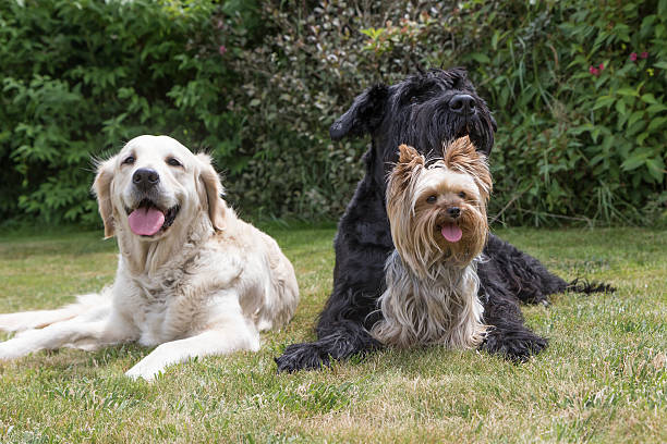istock Group of dogs is lying on the lawn 579130358