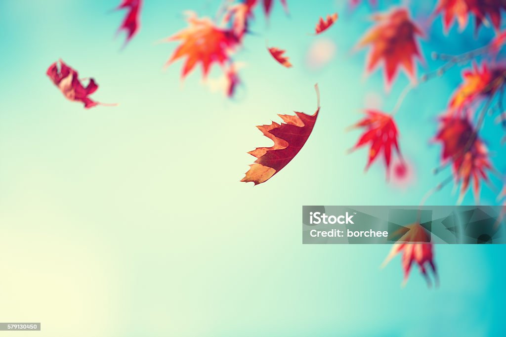 Caída de Hojas otoñales - Foto de stock de Otoño libre de derechos