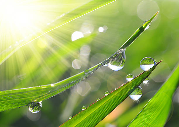 istock Fresh green grass with dew drops closeup 579130854