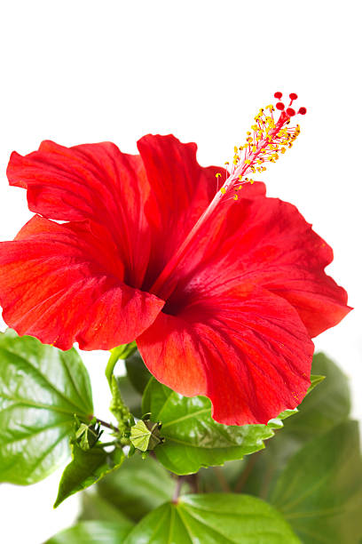 istock Red Hibiscus isolated on the white background 579131902