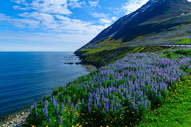krajobraz i krajobraz wzdłuż eyjafjordur - nordic countries europe island fjord zdjęcia i obrazy z banku zdjęć