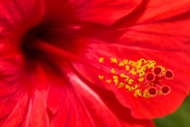 Macro shot of a red Hibiscus