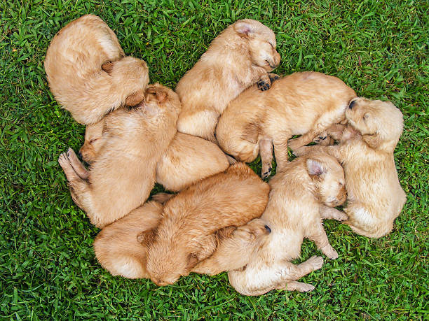 istock Golden puppy asleep. 579132996