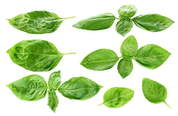 istock Fresh basil leaves isolated on white background 579133432