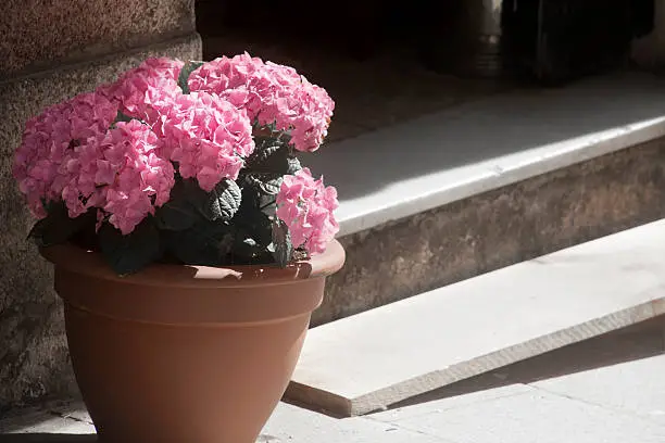 Pink hydrangeas, flower pot at a building entrance stairway.