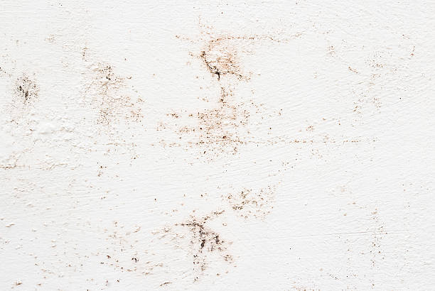 istock Hi res white grunge textures and background 579133980