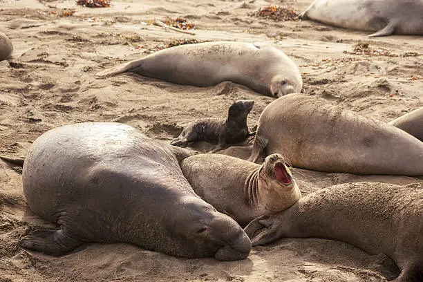 Elephant seals gathering at California coast during their breeding season