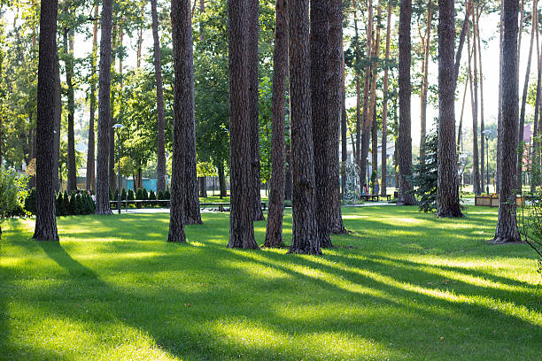 istock Sunlight in pine stems in city park 579134834