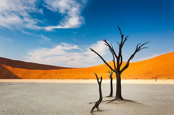 Dead trees and red dunes in the Dead Vlei, Sossusvlei, Namibia, concept for travel in Africa