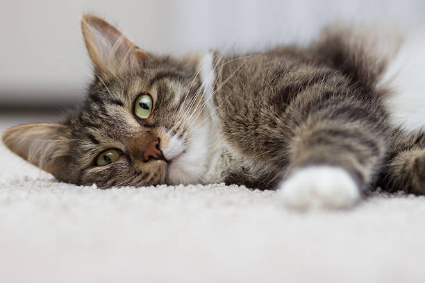 istock cat with green eyes lying on the carpet 579135444