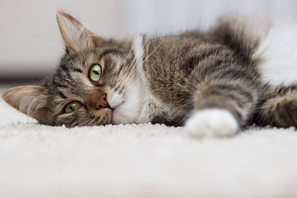 istock cat with green eyes lying on the carpet 579135494